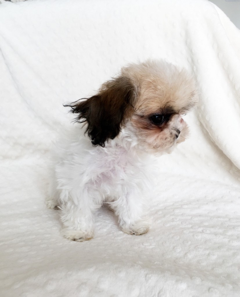 TEACUP MALSHI SHIT ZHU PUPPY! XS AND COBBY iHeartTeacups