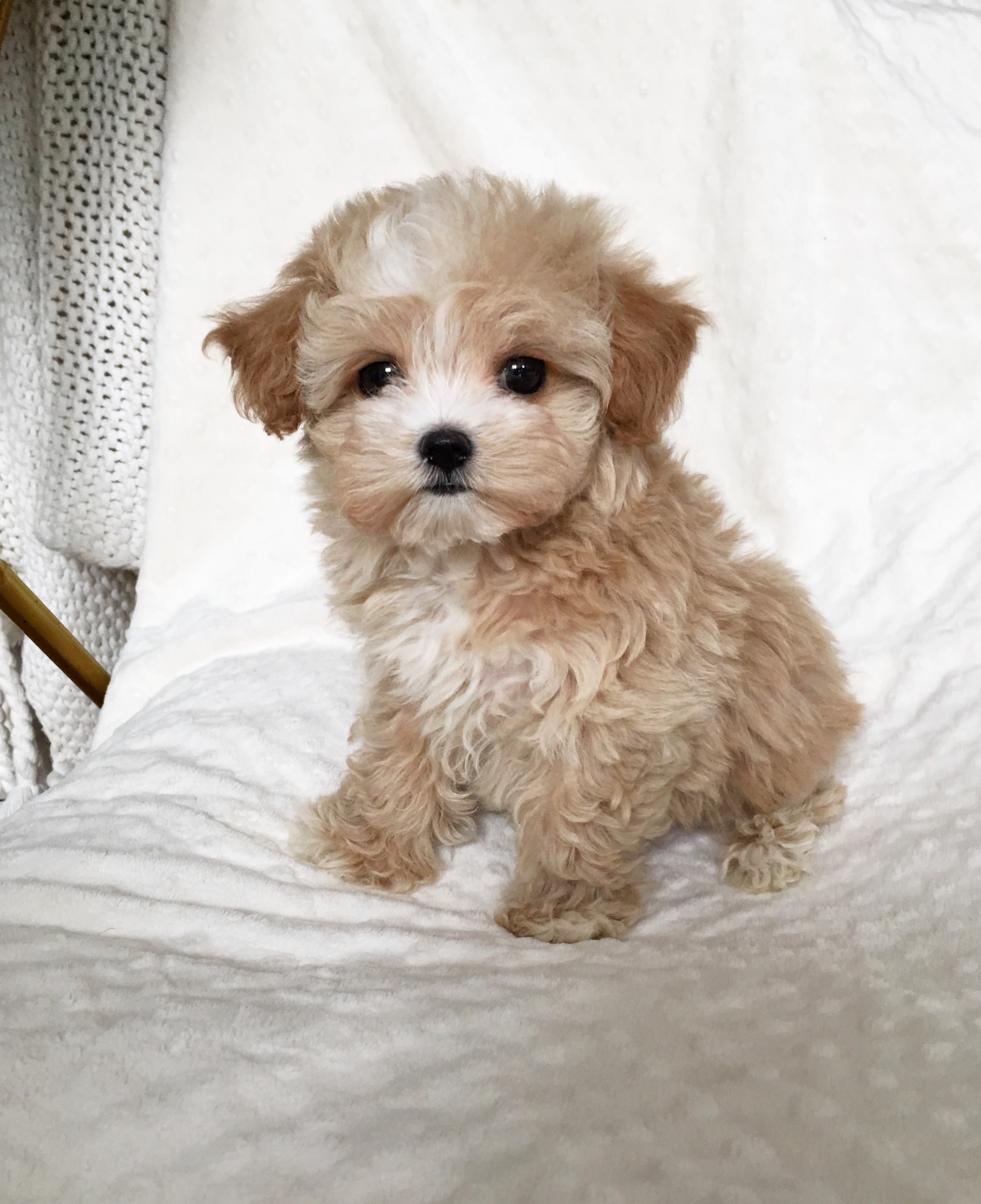 Adorable Teacup Maltipoo Puppy! | iHeartTeacups
