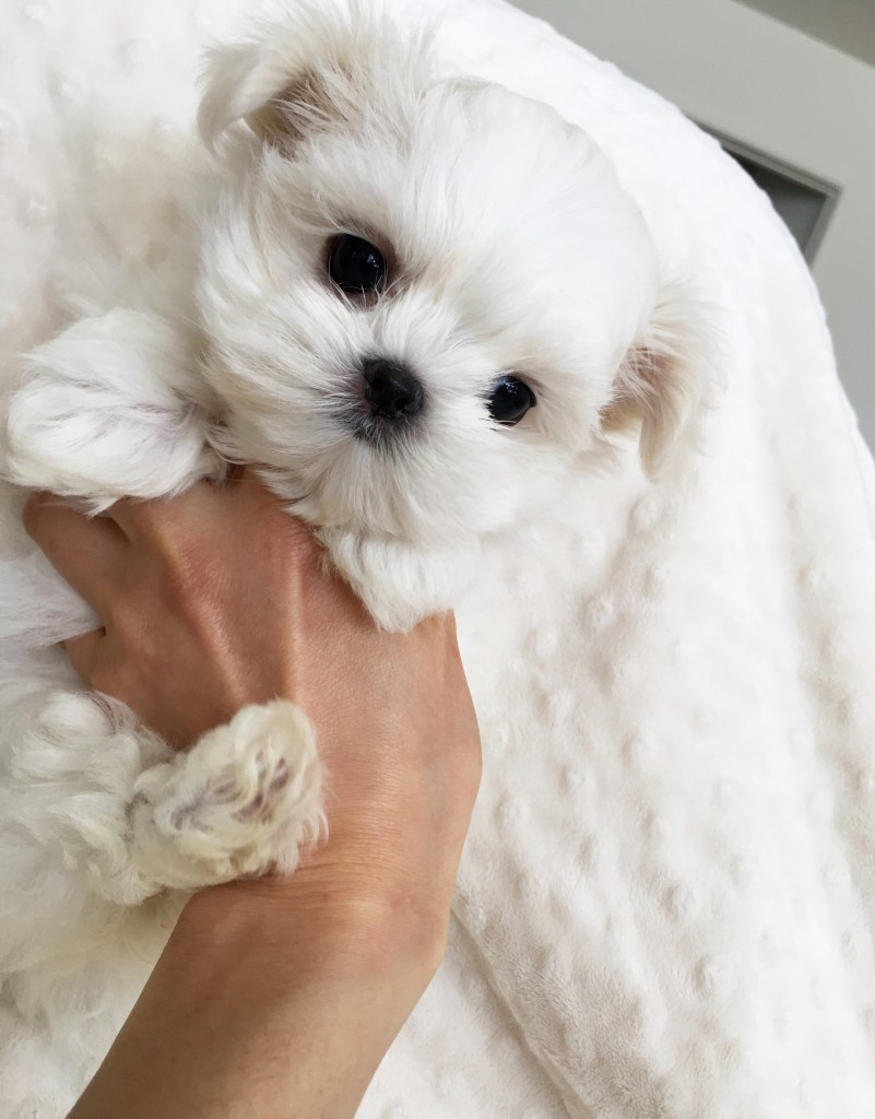 TEACUP MALTESE PUPPY!! FEMALE iHeartTeacups