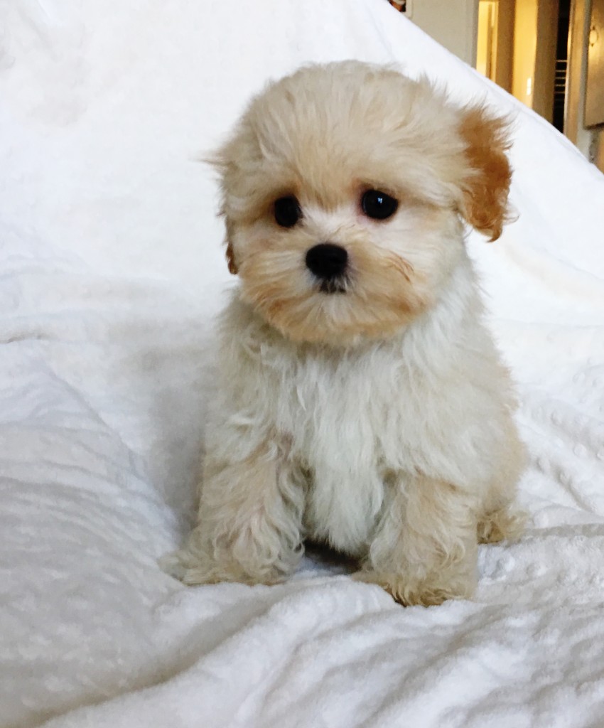 Teacup Maltipoo Puppy for sale los angeles, ca iHeartTeacups