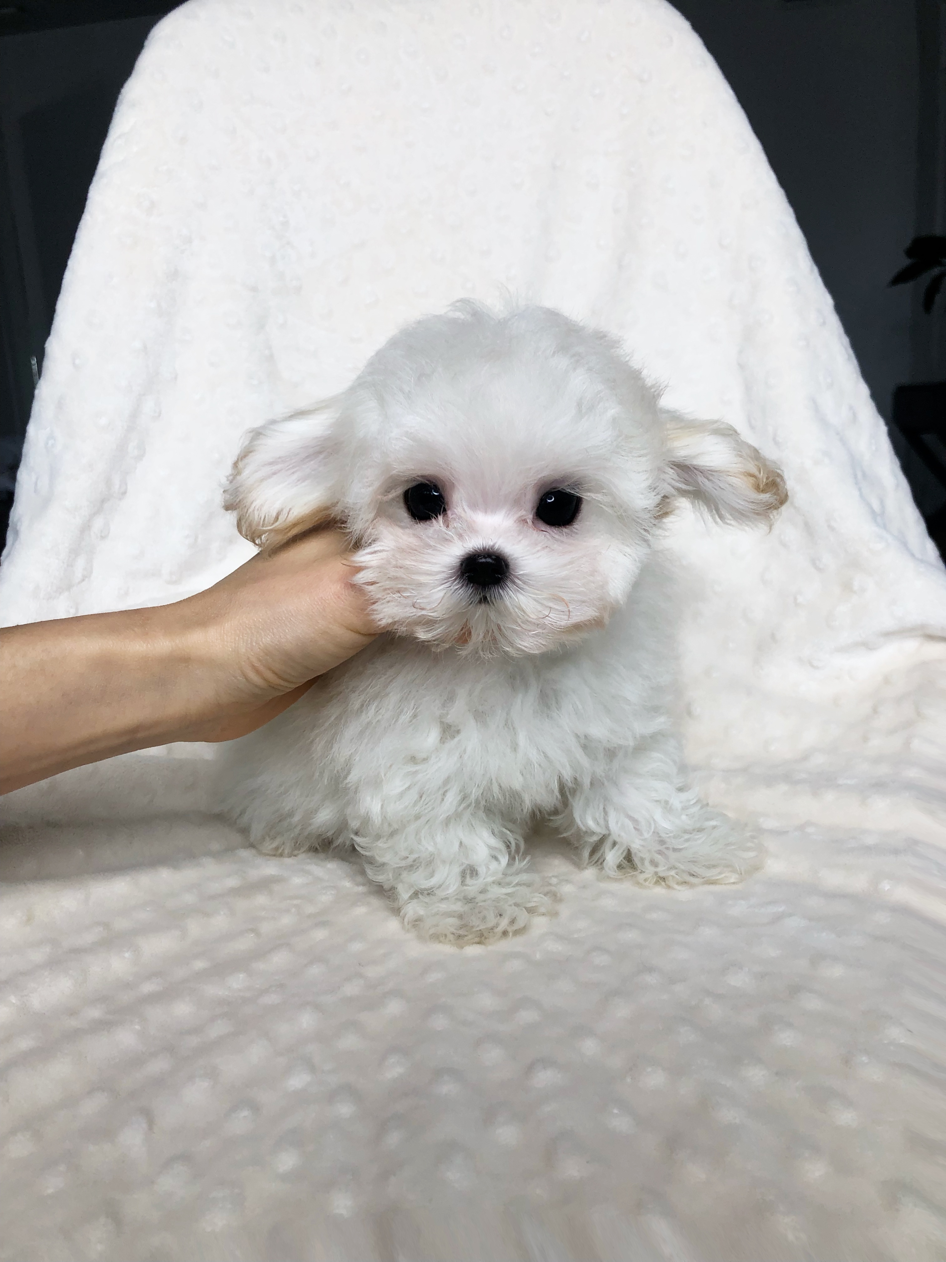 Teacup Maltipoo Puppy white teddy bear face! PUFF | iHeartTeacups