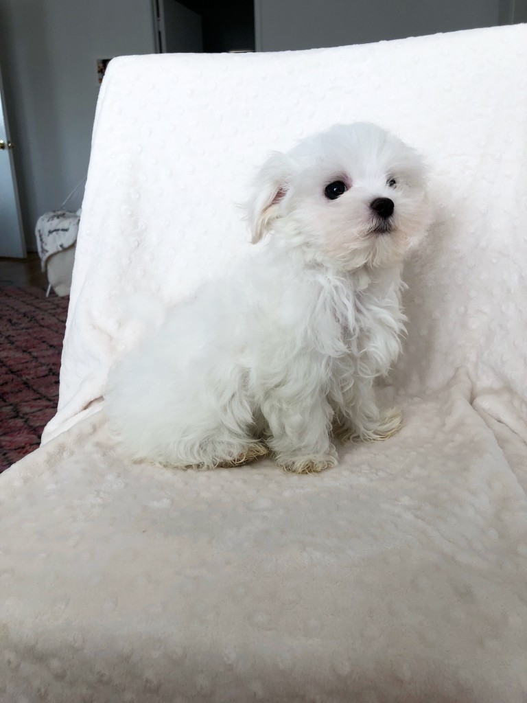 Teacup maltese puppy california iHeartTeacups