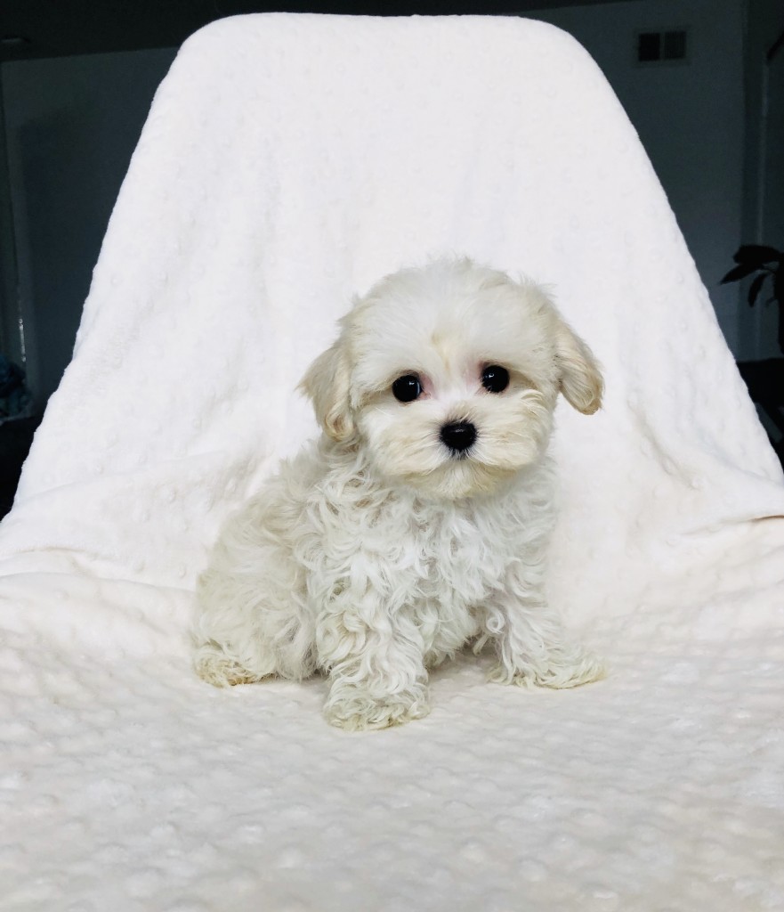Tiny Teacup Micro Maltipoo Puppy! iHeartTeacups