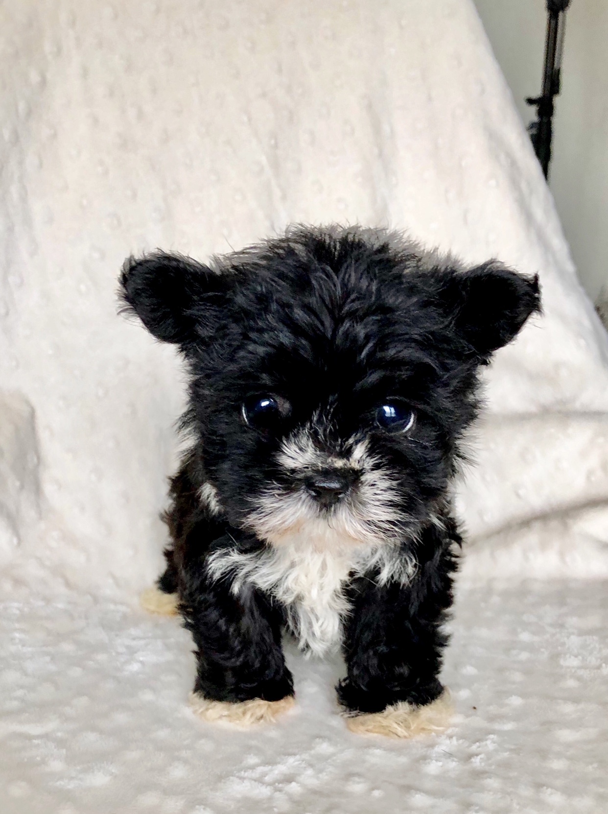 Teacup Morkie Puppy iHeartTeacups
