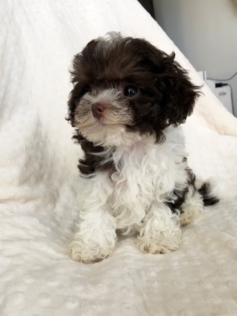 Chocolate and White Teacup Maltipoo puppy for sale iHeartTeacups