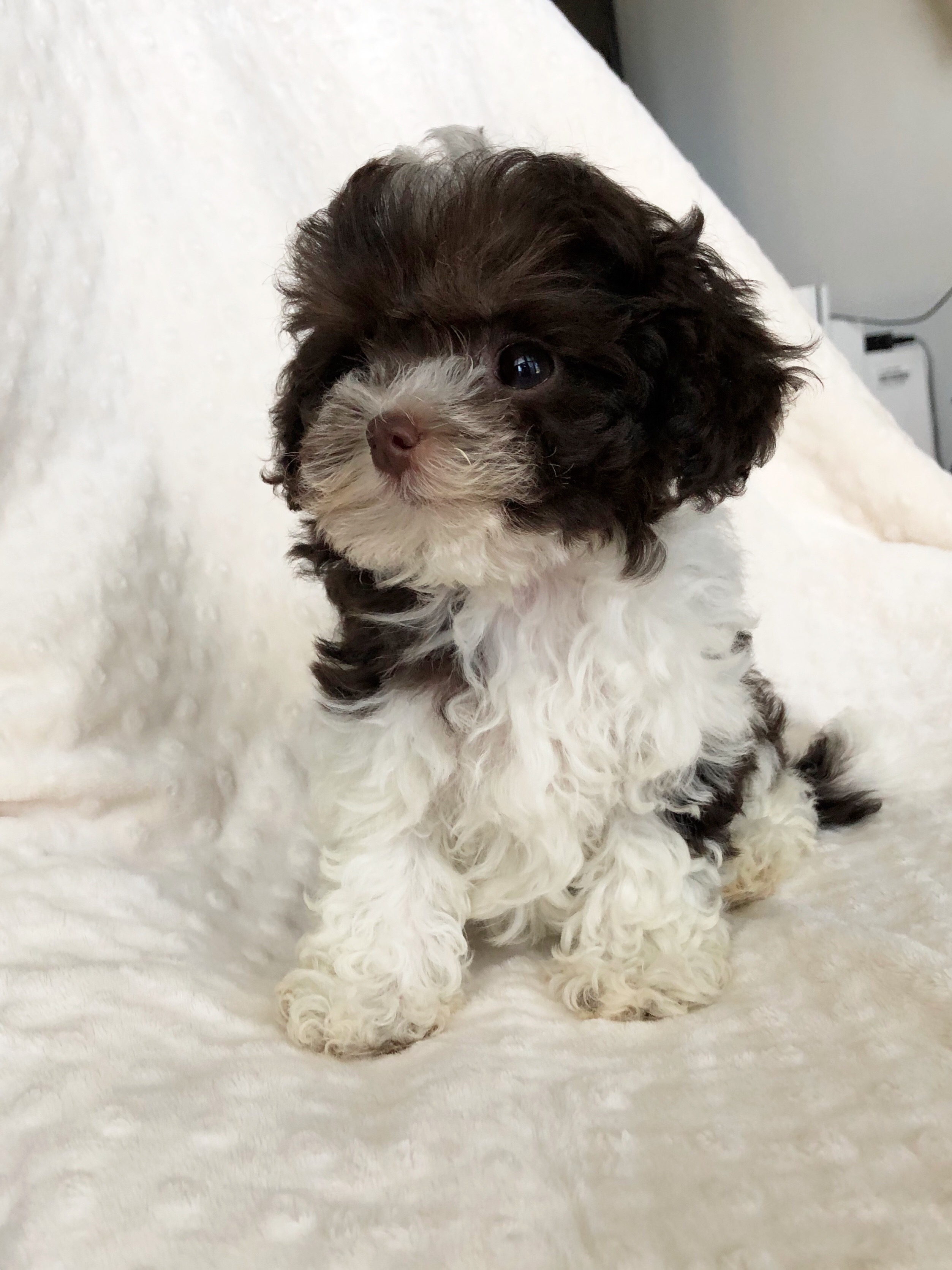 Chocolate and White Teacup Maltipoo puppy for sale | iHeartTeacups
