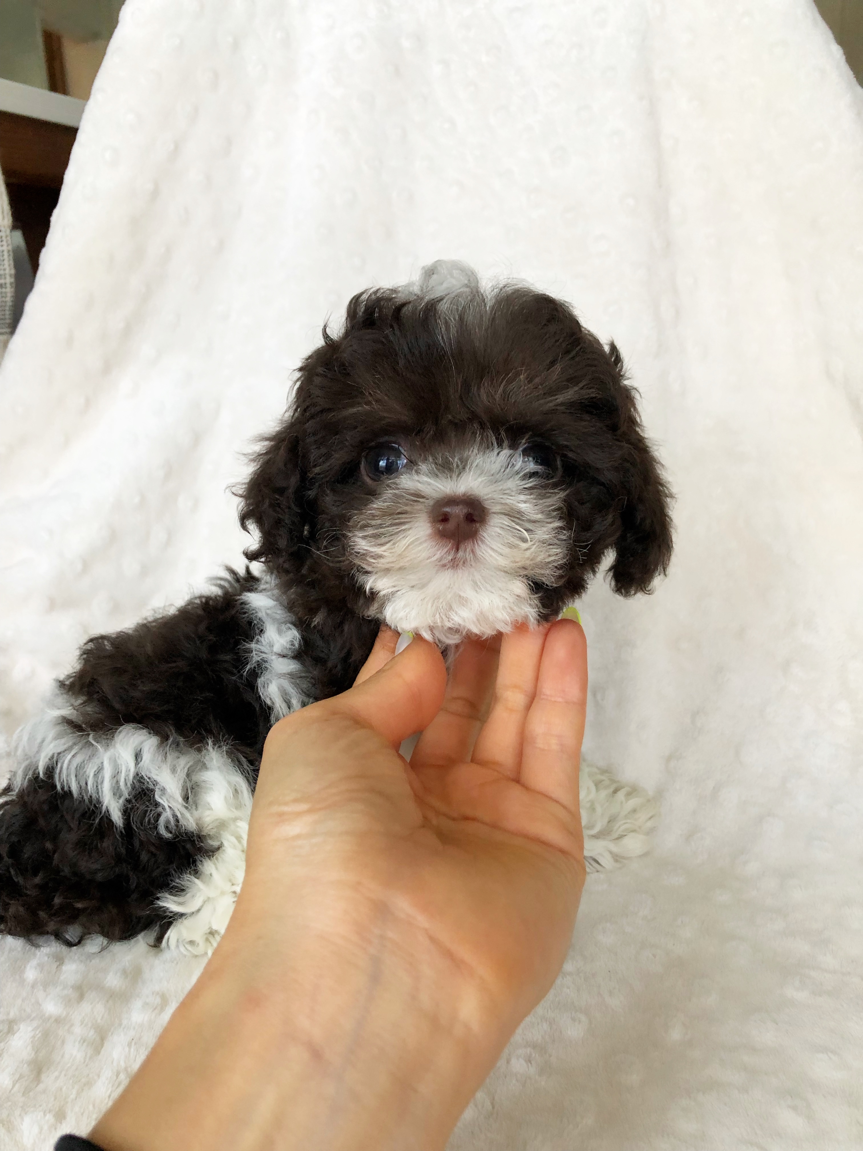White Maltipoo Puppies / Teacup Maltipoo Puppy for sale