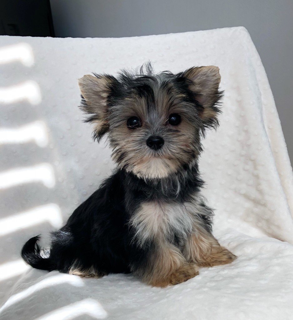 Teacup Morkie Puppy for sale! iHeartTeacups
