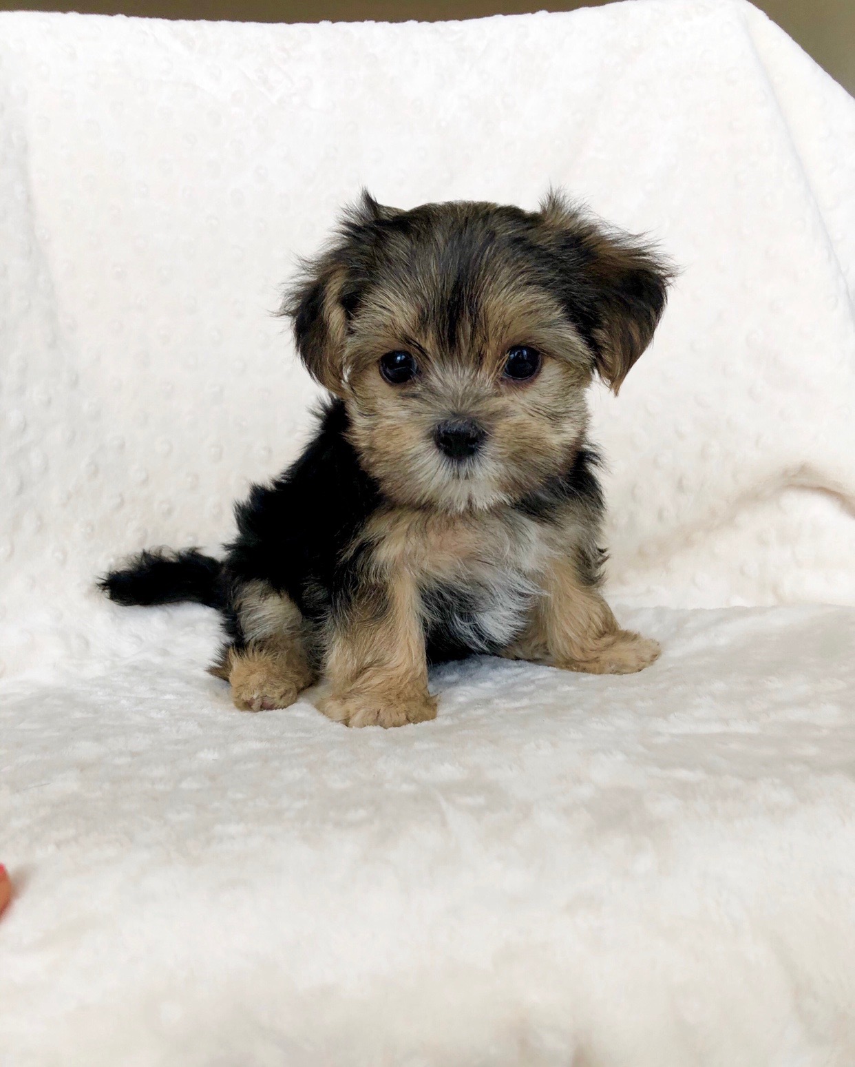 Teacup Morkie for sale los angeles, California! iHeartTeacups