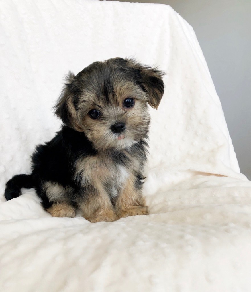 Teacup Morkie Puppy Teddy bear face!! iHeartTeacups