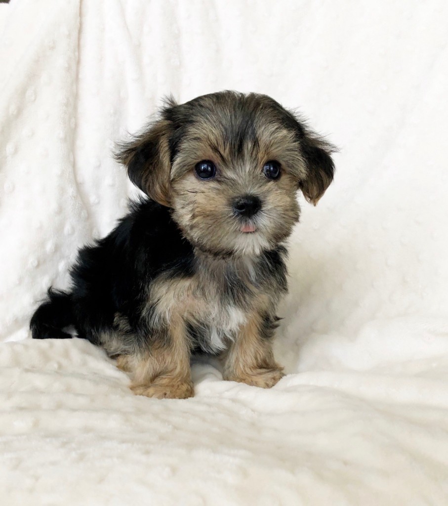 Teacup Morkie for sale los angeles, California! iHeartTeacups