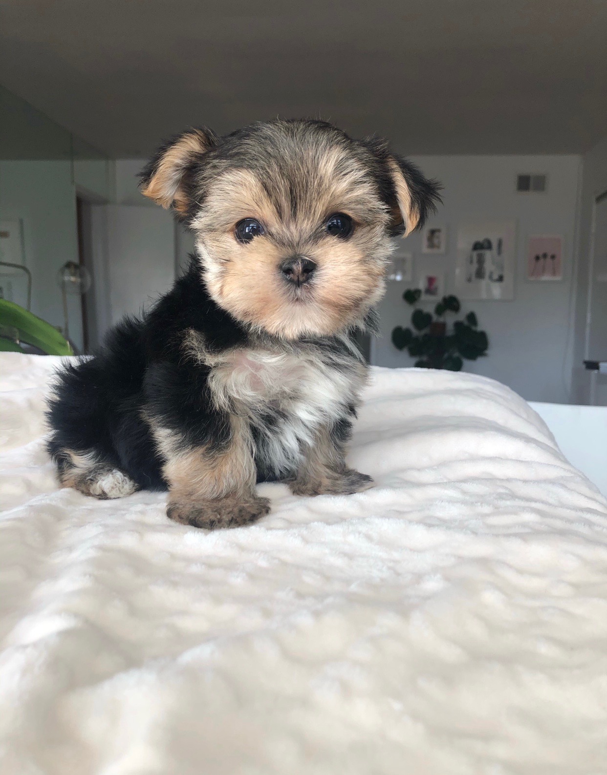 Teacup Morkie Puppy for sale! iHeartTeacups