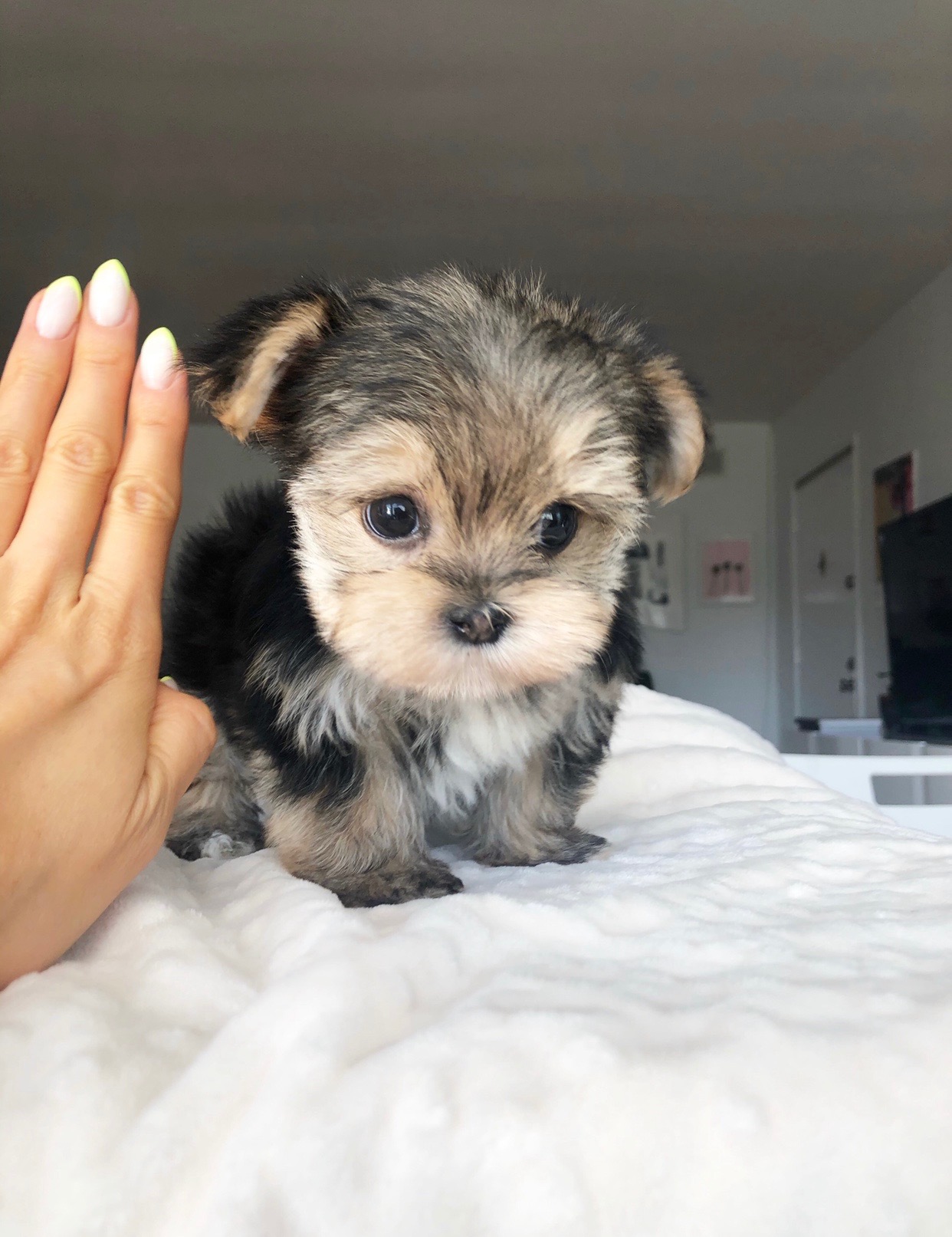 Teacup Morkie Puppy for sale! iHeartTeacups