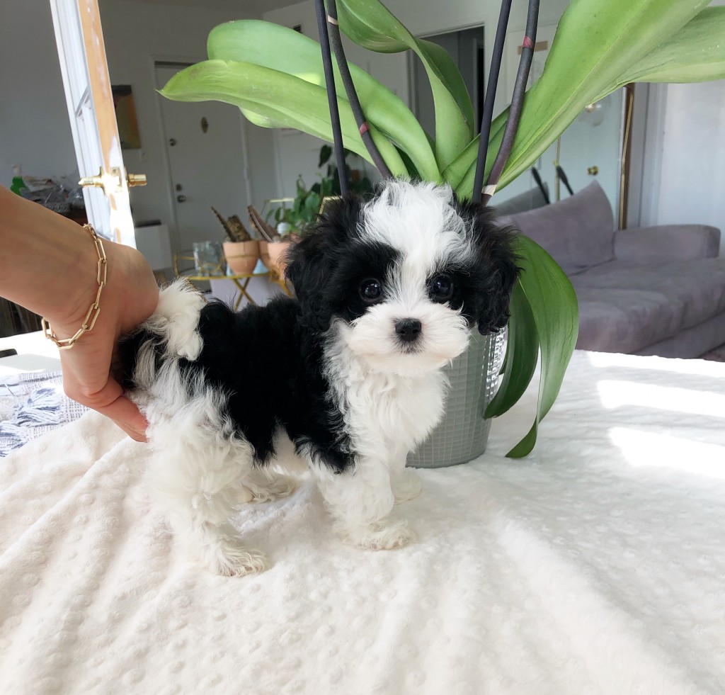 Teacup maltipoo puppy for sale los angeles!!! iHeartTeacups