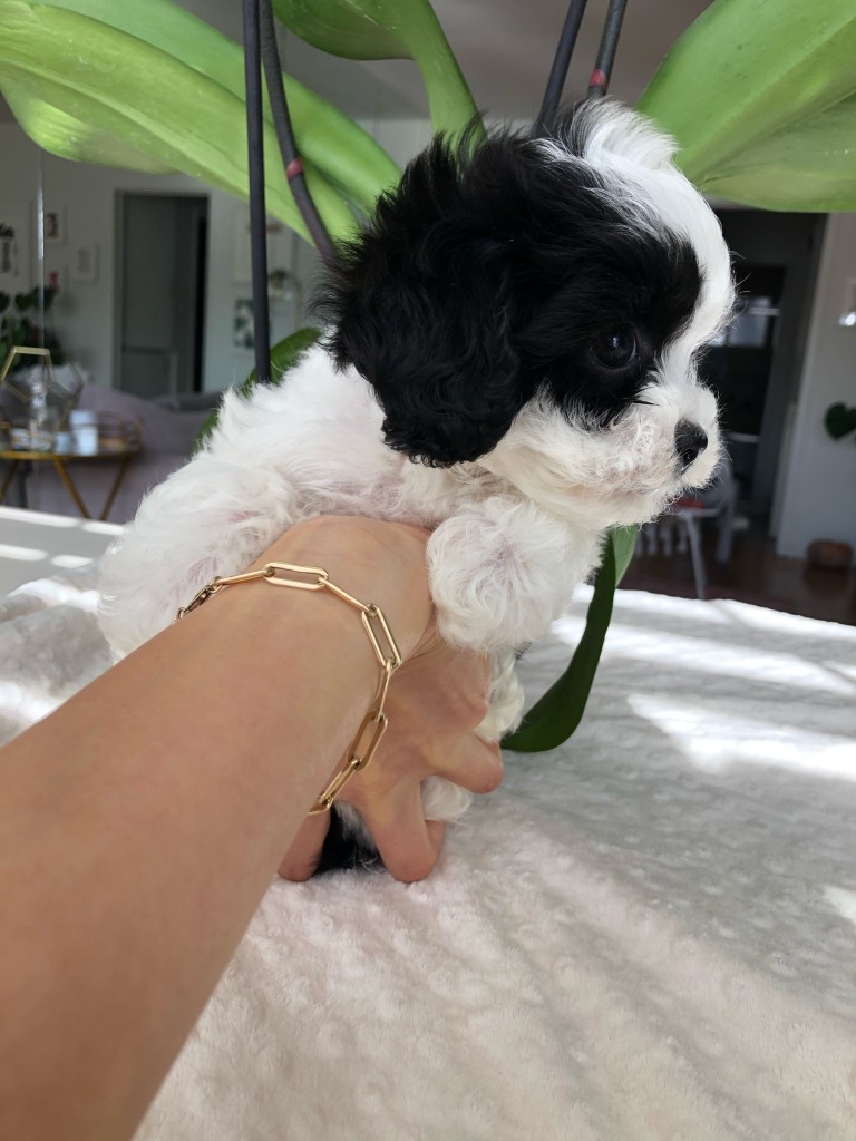 Teacup maltipoo puppy for sale los angeles!!! iHeartTeacups