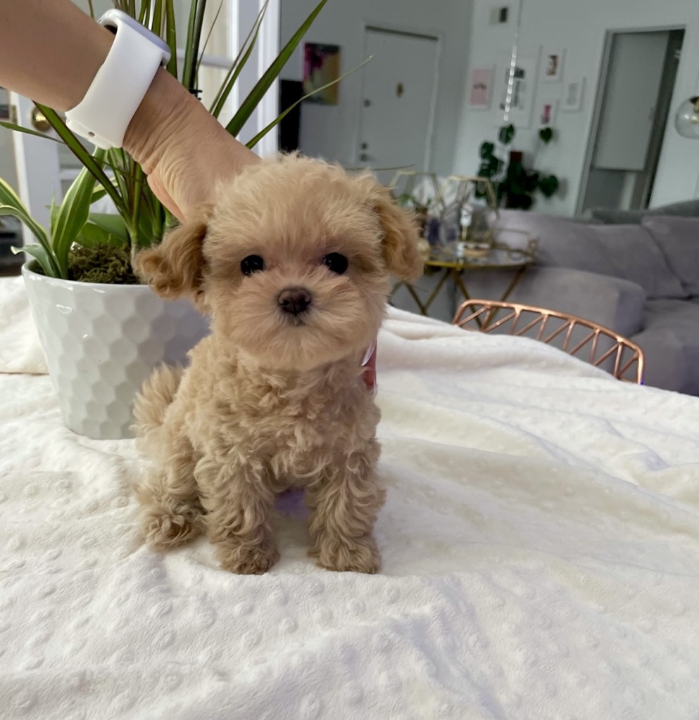 Teacup Maltipoo Puppy for sale los angeles! iHeartTeacups
