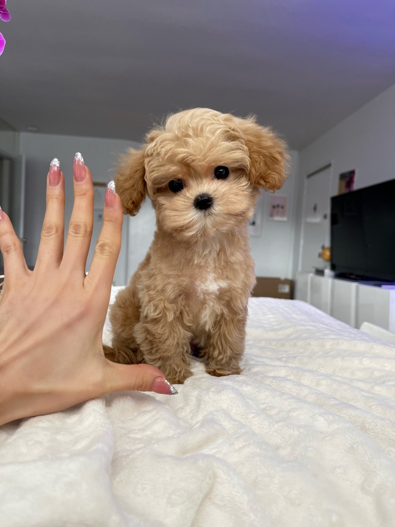 TEACUP MALTIPOO PUPPY FOR SALE LOS ANGELES CALIFORNIA iHeartTeacups