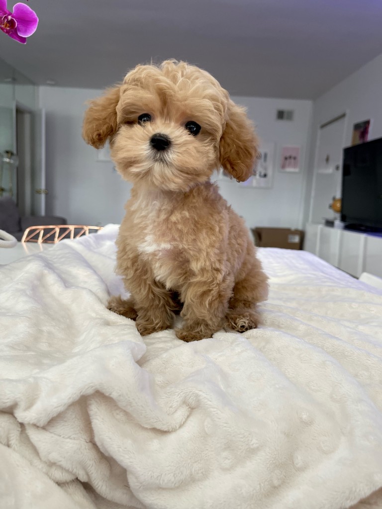 TEACUP MALTIPOO PUPPY FOR SALE LOS ANGELES CALIFORNIA iHeartTeacups