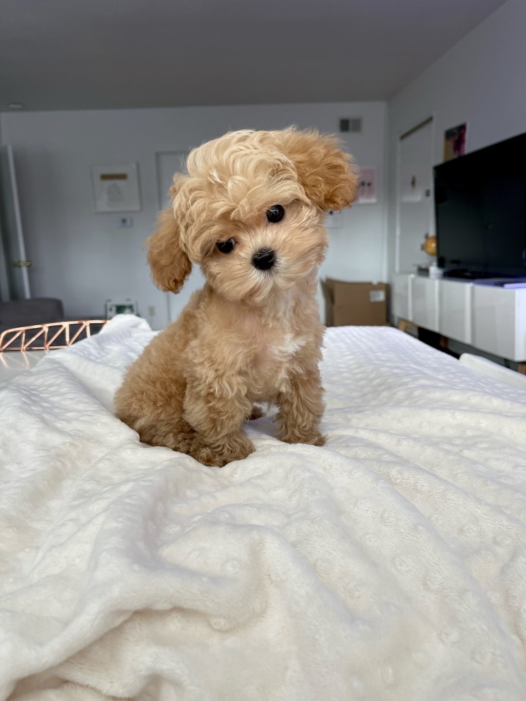 TEACUP MALTIPOO PUPPY FOR SALE LOS ANGELES CALIFORNIA iHeartTeacups