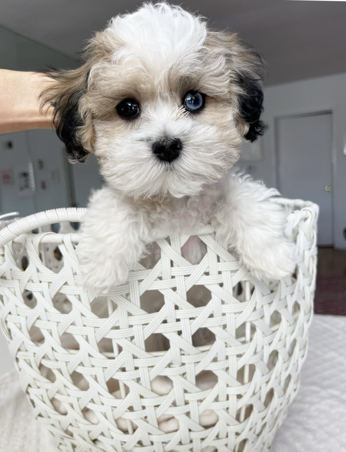Teacup Maltipoo Blue eye Puppy for sale! iHeartTeacups